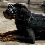 Tak mau Kalah dari Manusia, Anjing Militer AS Punya Kacamata AR
