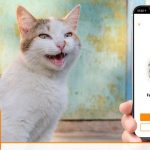 Keren Aplikasi Penerjemah Suara Kucing