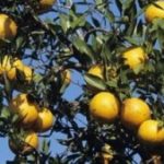 Wow Teknologi Radar yang Bekerja pada Buah-buahan yang Membeku