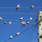 Kenapa Burung Tidak Kesetrum Saat Hinggap di Kabel Listrik? Ini Alasannya!