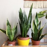 Kenali 6 Tanaman Rumah Penyaring Udara Terbaik Untuk Dikoleksi