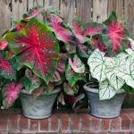 2 Jenis Tanaman Ini Sedang Nge-Hits dan Mahal di Negara Asal Ipin Upin