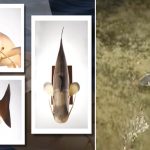 Yang Hobi Mancing! Hati-hati Nyangkut Robot Lele CIA