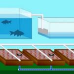 Pengertian Aquaponik