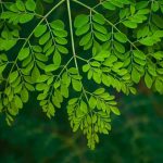 25 Tanaman Herbal Yang Bersifat Medis