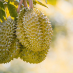 Patut di Coba Cara Menanam Durian Di Pekarangan Rumah Menggunakan Media Pot