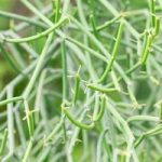 Ini 6 Manfaat Tanaman Patah Tulang!