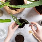 6 Cara Menanam Lidah Buaya yang Benar