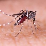 Mengenal Nyamuk Wolbachia dan Cara Kerjanya