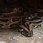 Daging Ular Piton Bisa Jadi Makanan Pengganti Ayam dan Sapi di Masa Depan