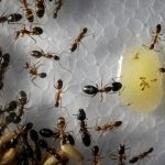 Peneliti Sebut Semut Bisa Jadi Bumbu Pedas Pengganti Garam dan Lada