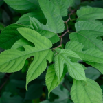 Manfaat Daun Tanaman Insulin dan Efek Sampingnya