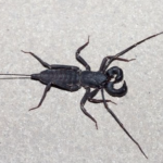 6 Cara Mengusir Ketonggeng