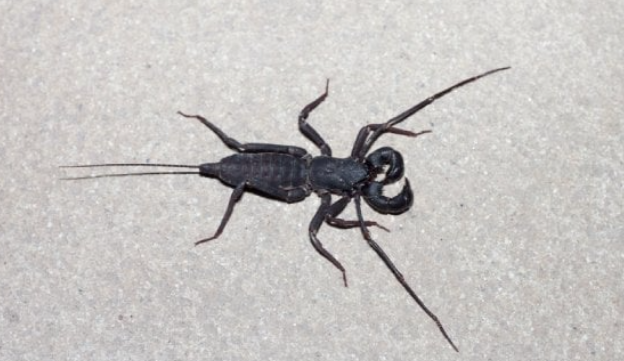 6 Cara Mengusir Ketonggeng