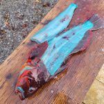 Unik! Ada Ikan Berdaging Warna Biru
