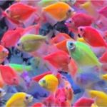 GloFish Si Ikan Pelangi