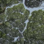 Apa itu fenomena crown shyness?
