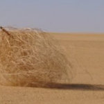 Kenali Uniknya Tumbleweed, Tanaman Menggelinding yang Kerap Muncul di Film Kartun