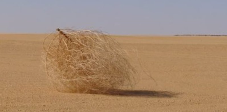 Kenali Uniknya Tumbleweed, Tanaman Menggelinding yang Kerap Muncul di Film Kartun