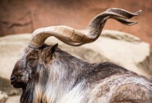Markhor, Kambing Gunung Unik dengan Tanduk Spiral